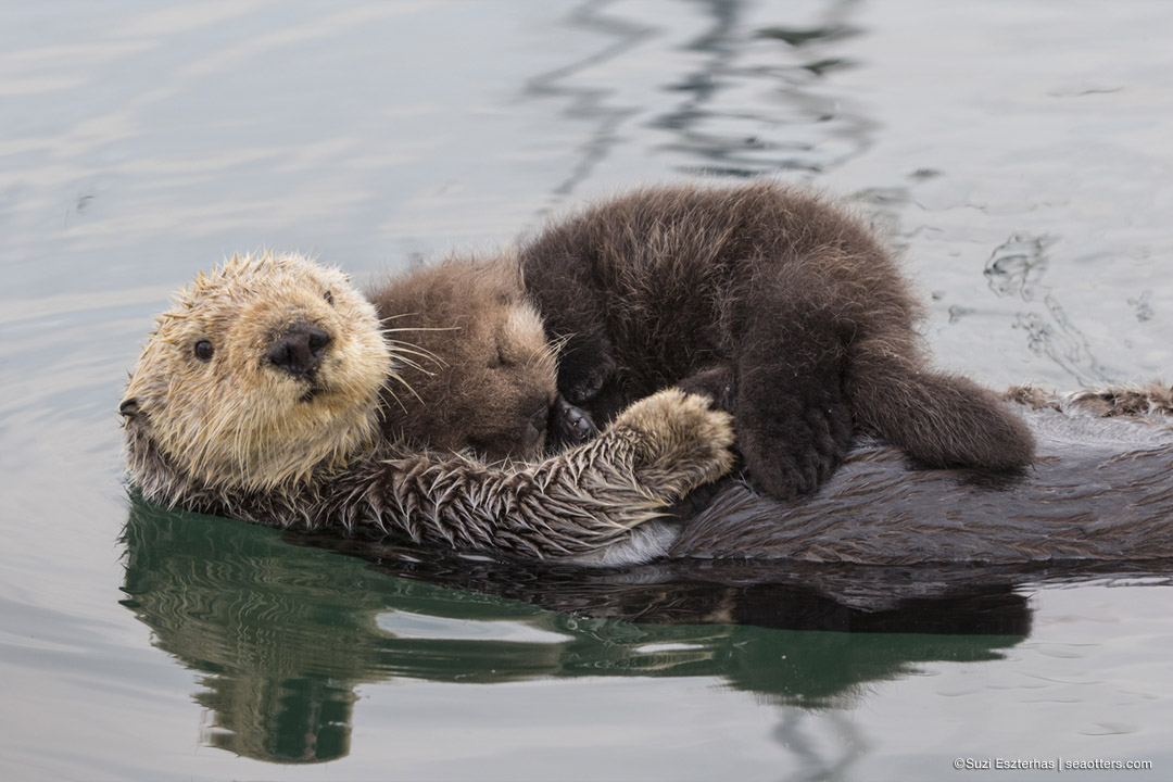 Sea Otters